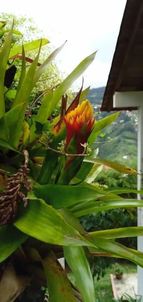 Bromelia en el jardín de Monte Tovar