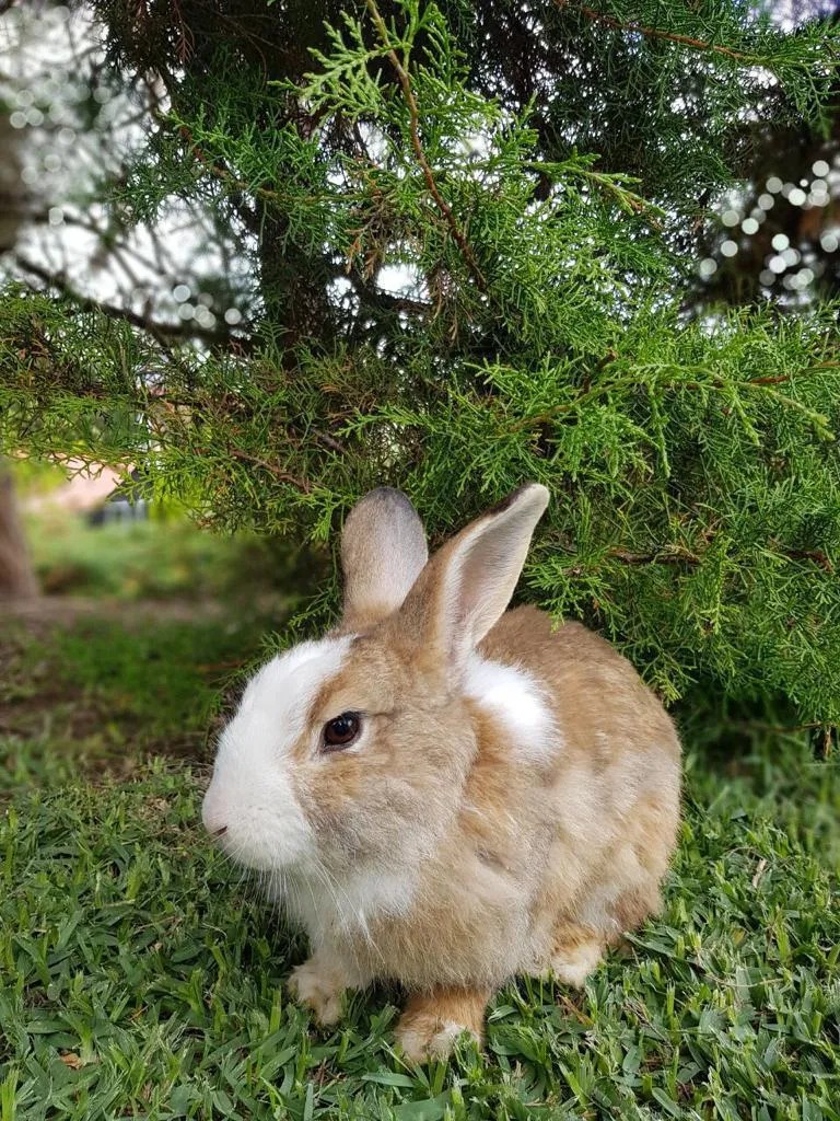 Conejo entre el jardín de Monte Tovar